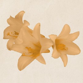 CafePress Peach Lilies Tote Bag Reusable Natural Beige Canvas Shopping Bag