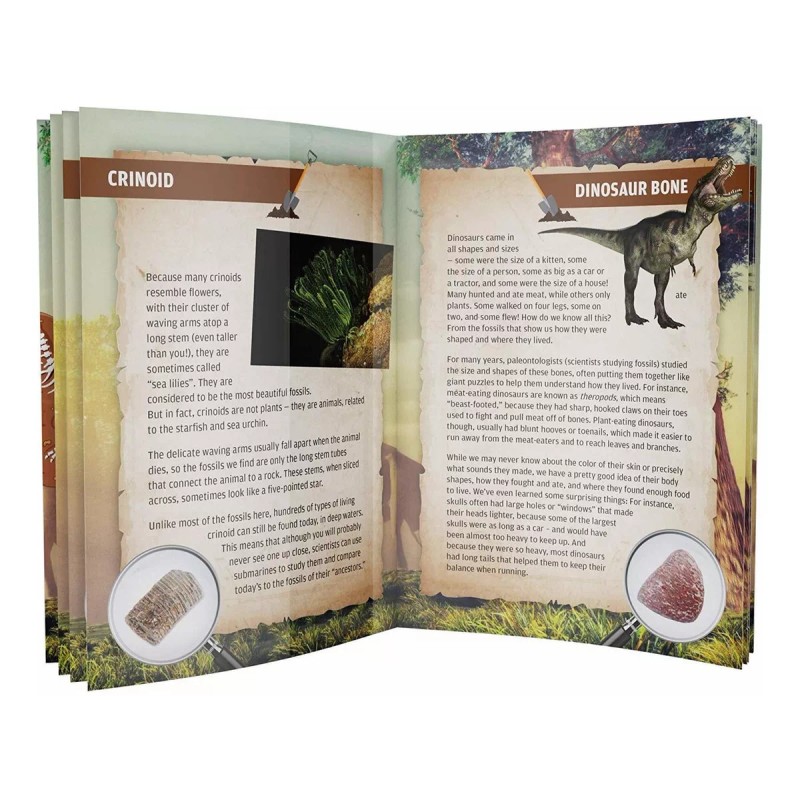Dan&Darci Mega Fossil Dig Kit Dig Up 15 Fósiles Reales