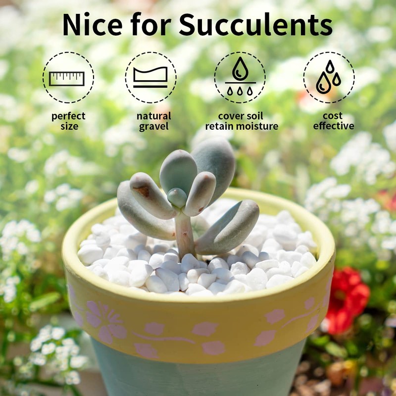FANTIAN 10LB Natural Succulent Gravel Decorative White Rocks - 3/8''