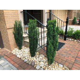 Sky Pencil Holly | 2 Extra Large 3 Gallon Plants | Ilex crenata 'Sky Pencil' | Unique Vertical Garden Accent | Ideal for Tight Spaces