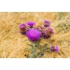 Pure Herbs: Milk Thistle - 1 oz.