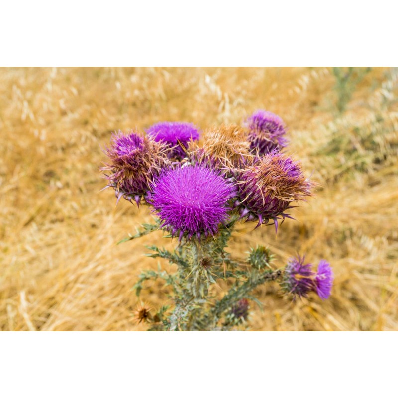 Pure Herbs: Milk Thistle - 1 oz.