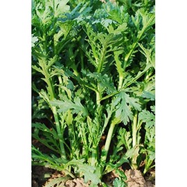Chrysanthemum Greens Seeds - Oasis - 3 g Packet ~1545 Seeds - Non-GMO, Heirloom - Asian Edible Flower & Microgreens