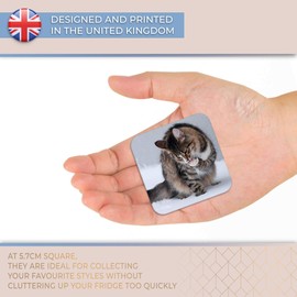 Destination Vinyl ltd Fridge Magnet - Cute Tabby Kitten Cat in Snow for Office, Cabinet and Whiteboard, Magnetic Stickers, 44808