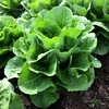 TomorrowSeeds - Parris Island Romaine Lettuce Seeds - 1500+ Count