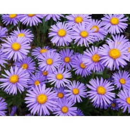 Little Leaf 100 + Aster New England / Perennial / Fall Flowers / Wildflowers/ Free Shipping