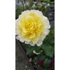Green Promise Farms Rosa Submarine` (Shrub) Rose, 2 Size Container,