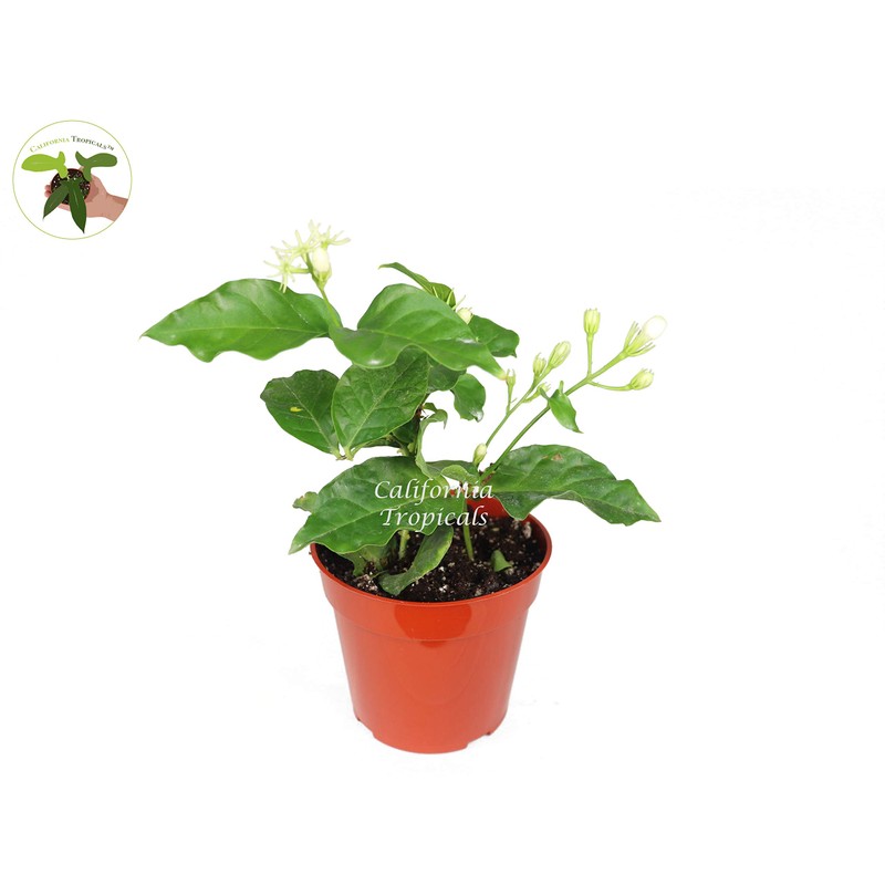 Arabian Jasmine Sambac - 4" from California Tropicals