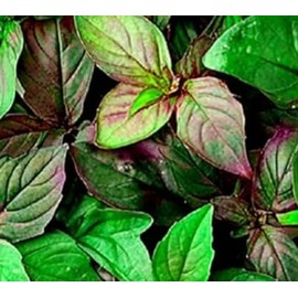 HOME GROWN 𝗨𝗦𝗔 𝗣𝗥𝗘𝗠𝗜𝗨𝗠 500+ Cilantro Seeds for Planting Indoors or Outdoors - Heirloom 𝗡𝗢𝗡-𝗚𝗠𝗢 Coriander Seeds, Grow Your Own Cilantro Plant - Culinary Herb Seeds for Your Herb Garden