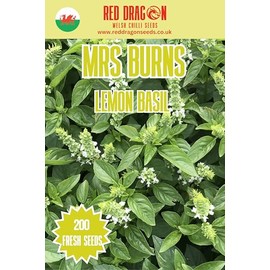 Mrs Burns’ Lemon Basil Seeds – Fragrant Citrus Basil for Salads, Teas and Summer Cooking