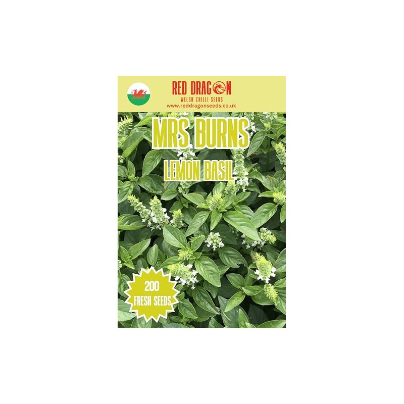 Mrs Burns’ Lemon Basil Seeds – Fragrant Citrus Basil for