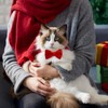 Sliverdew 2 Pcs Velvet Cat Collar with Bell and Bowtie,