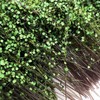 Woohome DIY Miniature Static Grass Tuft Miniature Shrubs Bushes Model