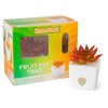 ZendoZones Succulent Fruit Fly Trap – Joyful Janet Design with