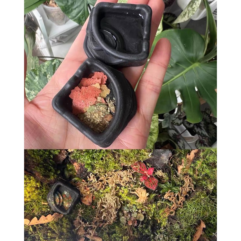 9 PCS Spider Micro Water Bowls, Mini Resin Dishes for