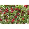 Health Embassy Cowberry Leaf (Vaccinium Vitis-idaea L) (100g)