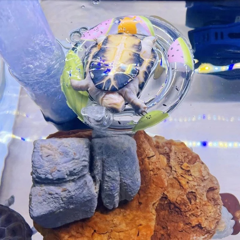 Turtle Floating Platform Toy - 3 Pack Inflatable Small Animal