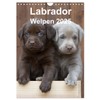 Labrador Welpen (Wandkalender 2025 DIN A4 hoch), CALVENDO Monatskalender [Calendar]
