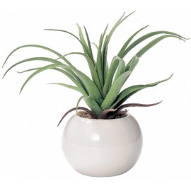 Cute Round Photocatalyst Houseplant