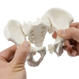 XUYUH Mini Size Female Pelvis Model, Flexible Anatomy Model, Hip Bone Pelvic Anatomical Model for Science Education Midwife, 15x13x7cm