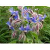 1000+ Borage Herb Seeds -- Pest Repellent -- Heirloom --
