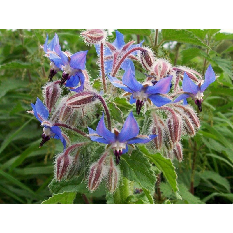 1000+ Borage Herb Seeds -- Pest Repellent -- Heirloom --