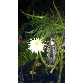 Cactus 20 Night Blooming Cereus Cactus Bulk  Cacti Easy to Grow Queen of the Night LIVE