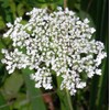 QUEEN ANNE LACE ~White~ "Daucus Carota, Bishops Flower, Wild Carrot"Annual