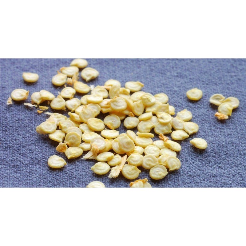 home grown Finger Hot Chilli pepper HEIRLOOM 50+ seeds 100%