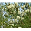 Tea Tree (Arbol de Te) - Aceite Esencial Puro 15