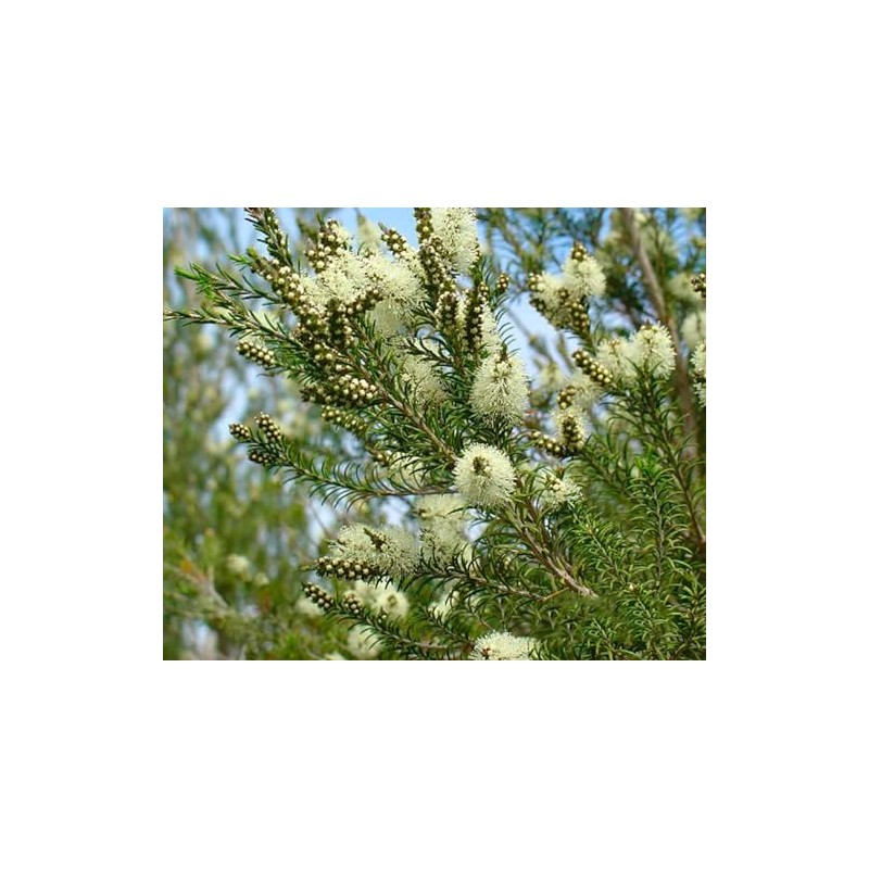 Tea Tree (Arbol de Te) - Aceite Esencial Puro 15