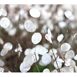 150 Seeds Lunaria - Money Plant Seeds - Marde Ross & Company