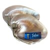 Ostras De Concha Nacar Tatai 100% Naturales 8cm 2 Piezas