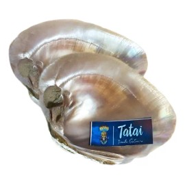 Ostras De Concha Nacar Tatai 100% Naturales 8cm 2 Piezas