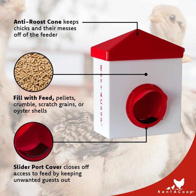 RentACoop 2.5 Pound Chick2Chicken Medium Port Feeder and 64 Ounce
