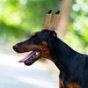 DOITOOL Doberman Dog Ear Posting Kit- Dog Ear Stand Up