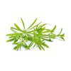 Cleavers herb - Galium aparine Dried Leaf C/S from 100%