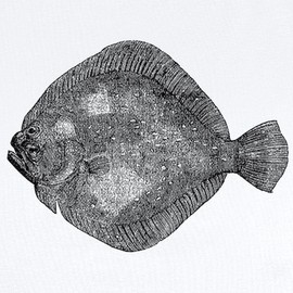 CafePress Vintage Flounder Fish Fishes Black White Body Suit Unisex Long Sleeve Baby Bodysuit Infant Romper