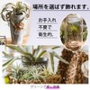 Kugusa Artificial Fake Green Air Plants Wall Hanging Artificial House