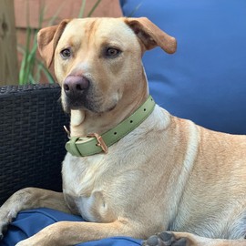 JASGOOD Leather Dog Collar for Small Medium Large Dog Adjustable Soft Breathable Leather Padded Puppy Collar Heavy Duty Waterproof Classic Dog Pet Collar，Green 48cm