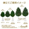 A&K Sakaki Preserved (S Size / Pair / Approx. Height