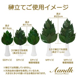 A&K Sakaki Preserved (S Size / Pair / Approx. Height 11.0 x Width 5.5 inches (28 cm) x Width 5.5 inches (14 cm) No Water Change Required, Keep Beautiful, Made with Premium Camellia Leaves (Tanba),