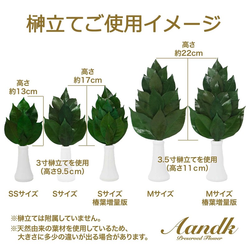 A&K Sakaki Preserved (S Size / Pair / Approx. Height