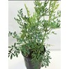botanica las americas ruda rue Full Plant with Root, GREEN