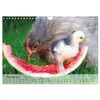 Chickens in the Garden Wall Calendar 2025 DIN A4 Landscape