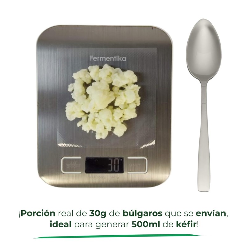 Nódulos de kéfir de leche vivos (30 gramos) búlgaros probióticos