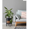 D'vine Dev Ceramic Planter with Ebony Stand - 10 Inch