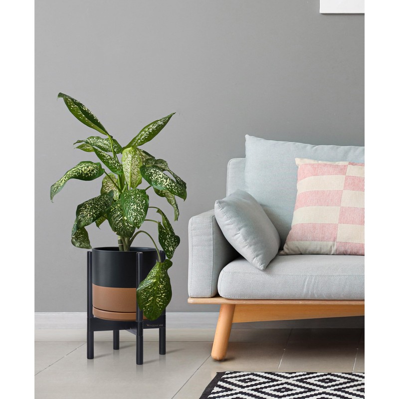 D'vine Dev Ceramic Planter with Ebony Stand - 10 Inch