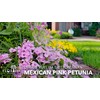 Katie's Dwarf Mexican Petunia Pink | 10 Live Plants |
