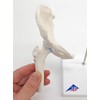 3B Scientific A84/1 Mini Hip Joint with Cross-Section + free